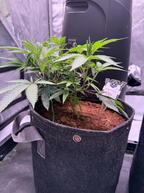 Blueberry Runtz-Clone. Week 3 - Day 19
