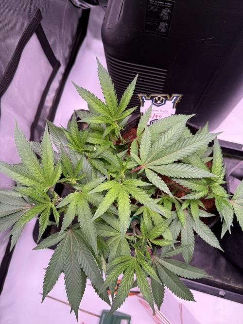 Blueberry Runtz-Clone. Week 3 - Day 20