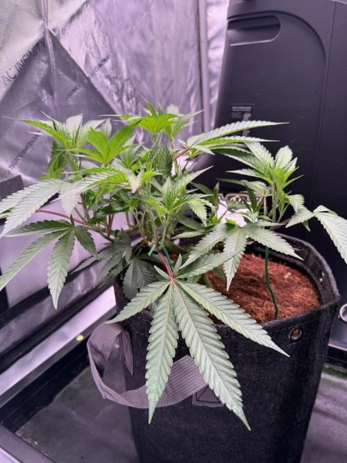 Blueberry Runtz-Clone. Week 3 - Day 20