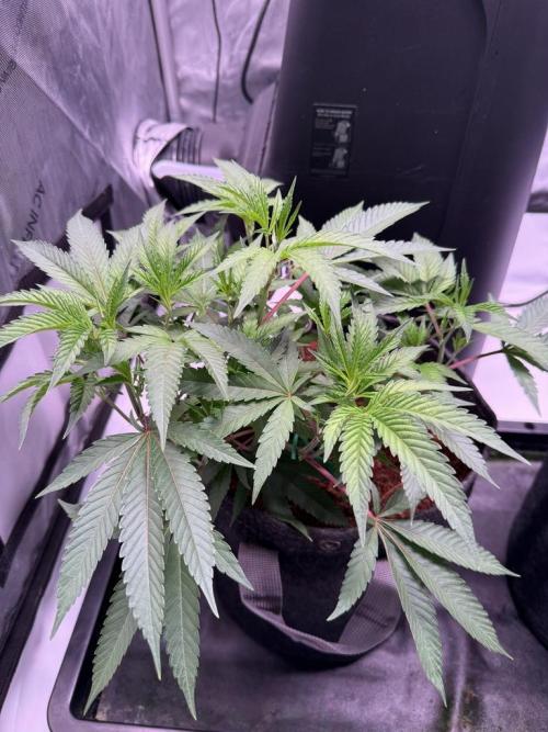 Blueberry Runtz-Clone. Week 3 - Day 21