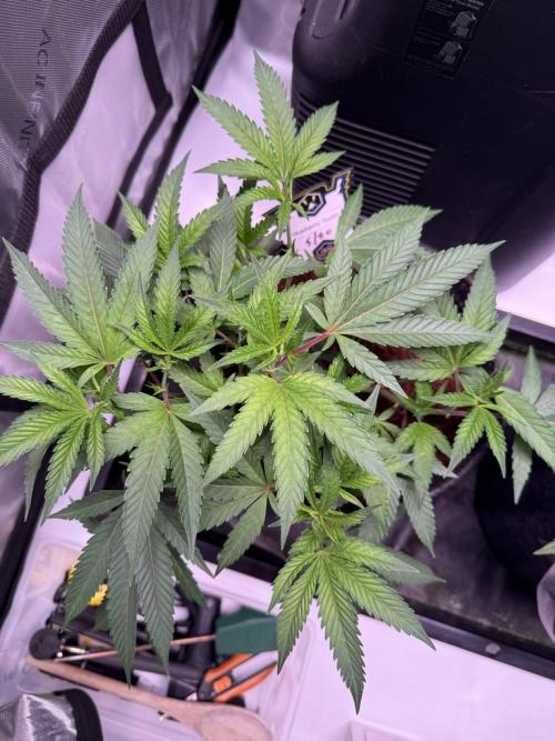 Blueberry Runtz-Clone. Week 3 - Day 21