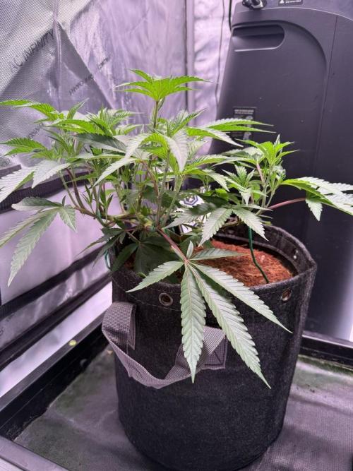 Blueberry Runtz-Clone. Week 3 - Day 21