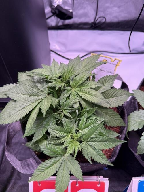 Lemon Cherry Cookies (Encore). Week 6 - Day 29