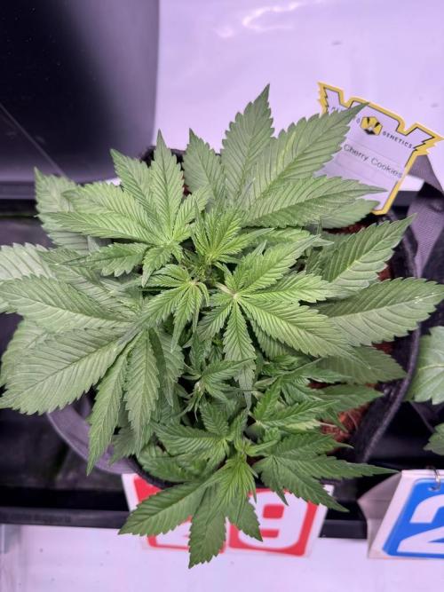 Lemon Cherry Cookies (Encore). Week 6 - Day 29