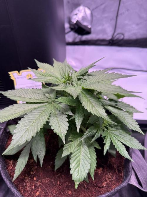 Lemon Cherry Cookies (Encore). Week 6 - Day 30