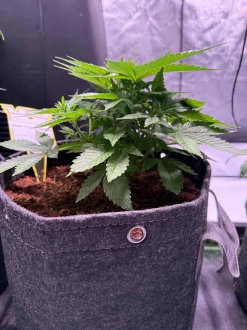 Lemon Cherry Cookies (Encore). Week 6 - Day 31