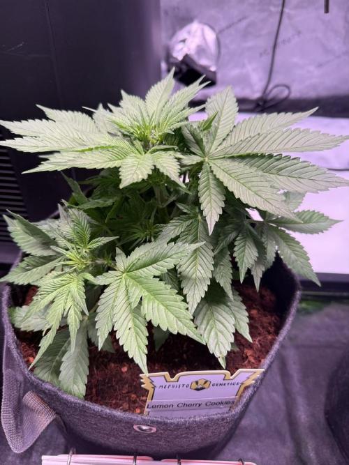 Lemon Cherry Cookies (Encore). Week 6 - Day 32
