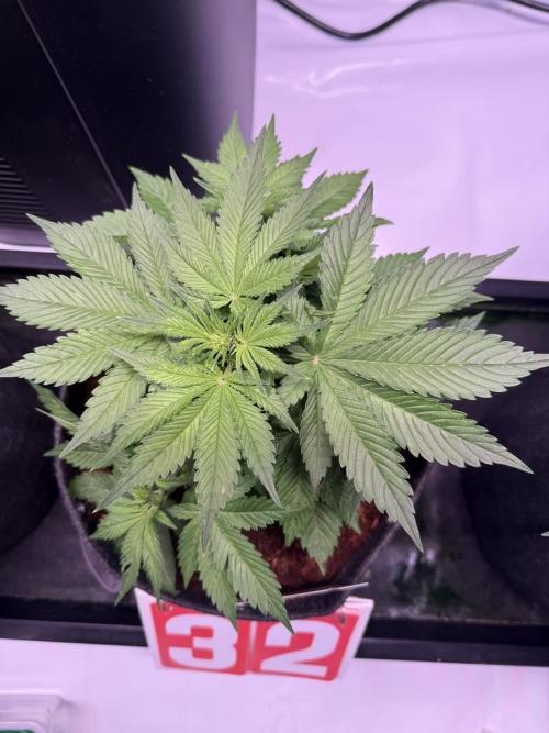 Lemon Cherry Cookies (Encore). Week 6 - Day 32