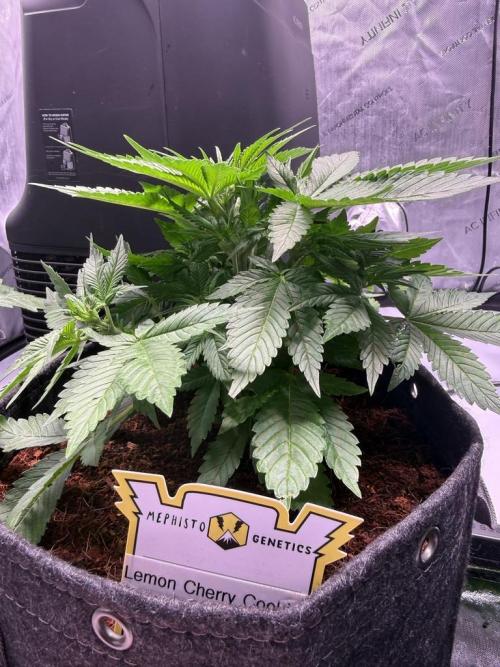 Lemon Cherry Cookies (Encore). Week 6 - Day 32