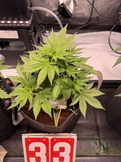 Lemon Cherry Cookies (Encore). Week 6 - Day 33