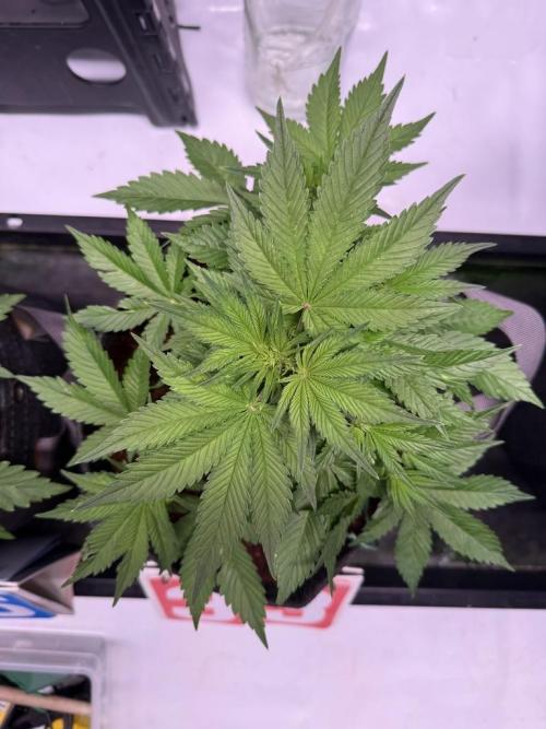 Lemon Cherry Cookies (Encore). Week 6 - Day 33