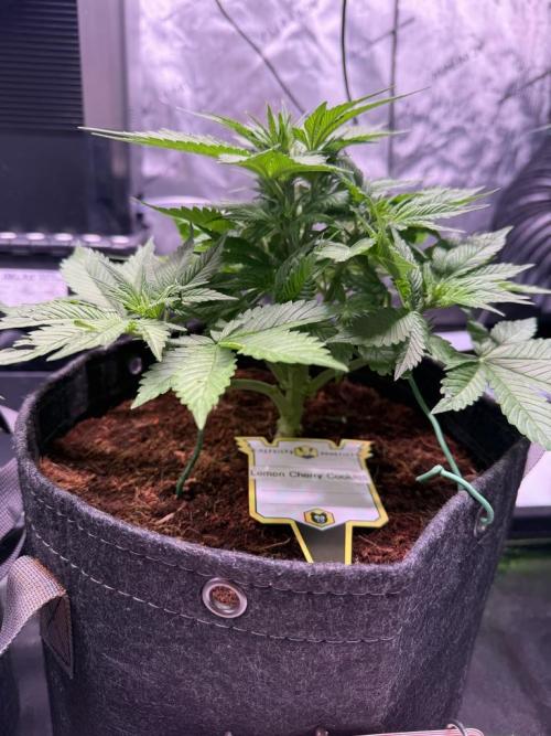 Lemon Cherry Cookies (Encore). Week 6 - Day 33