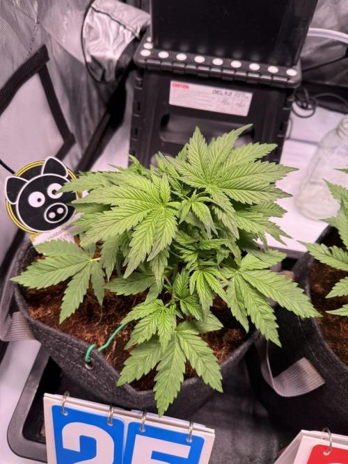 Sour HubbaBubba Haze-Mephisto Bonus. Week 4 - Day 25