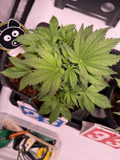 Sour HubbaBubba Haze-Mephisto Bonus. Week 4 - Day 25