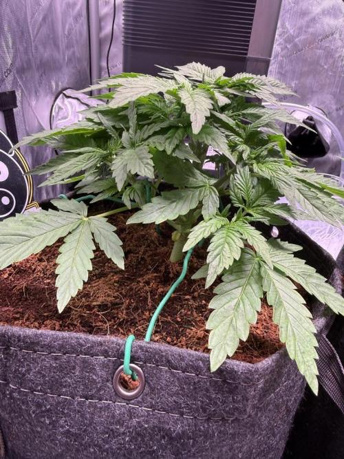 Sour HubbaBubba Haze. Week 4