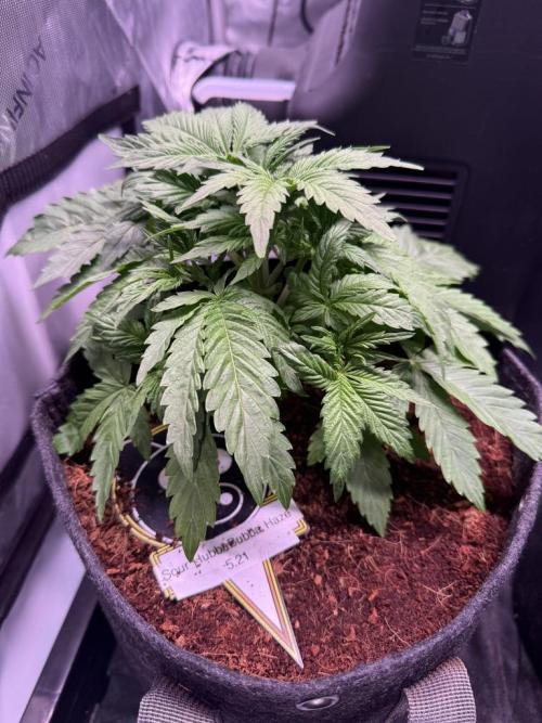 Sour HubbaBubba Haze-Mephisto Bonus. Week 4 - Day 24