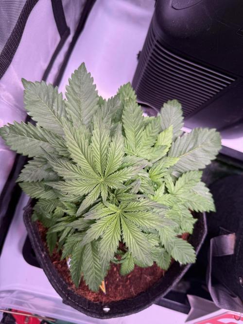 Sour HubbaBubba Haze-Mephisto Bonus. Week 4 - Day 24