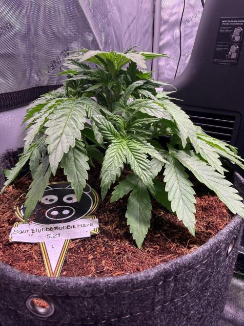 Sour HubbaBubba Haze-Mephisto Bonus. Week 4 - Day 24