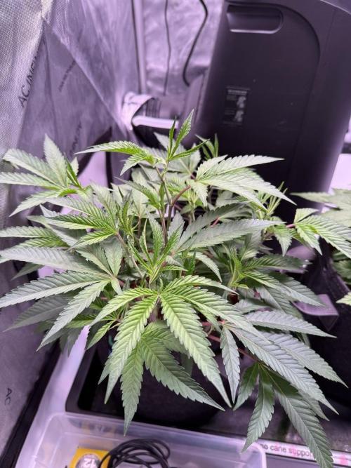 Blueberry Runtz-Clone. Week 4 - Day 22