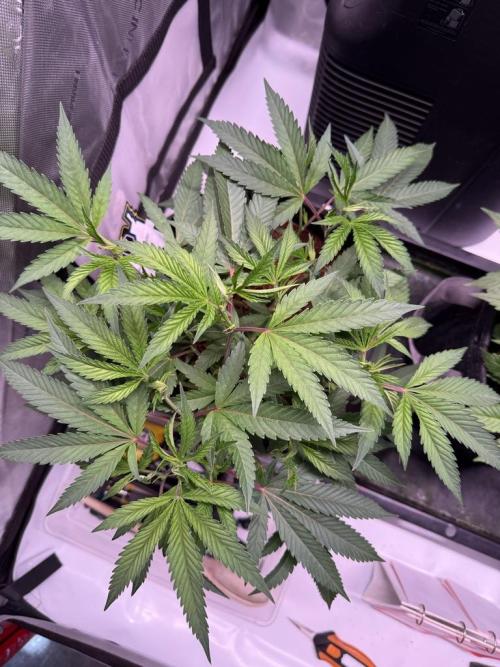 Blueberry Runtz-Clone. Week 4 - Day 22
