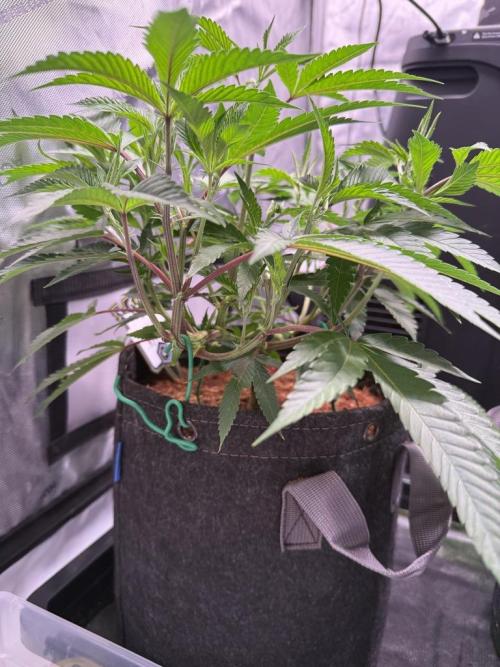 Blueberry Runtz-Clone. Week 4 - Day 22