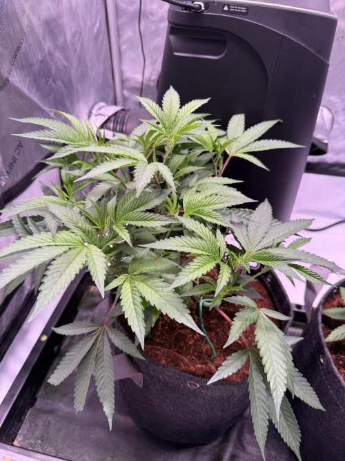 Blueberry Runtz-Clone. Week 4 - Day 23