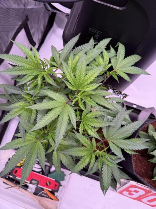 Blueberry Runtz-Clone. Week 4 - Day 23
