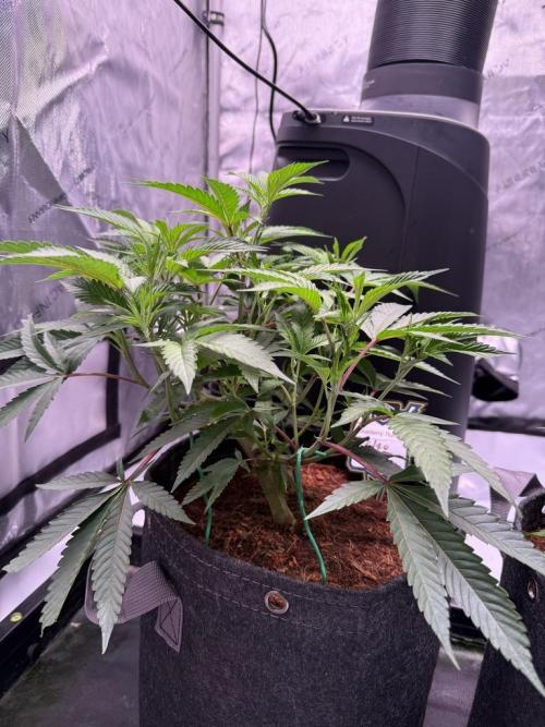 Blueberry Runtz-Clone. Week 4 - Day 23