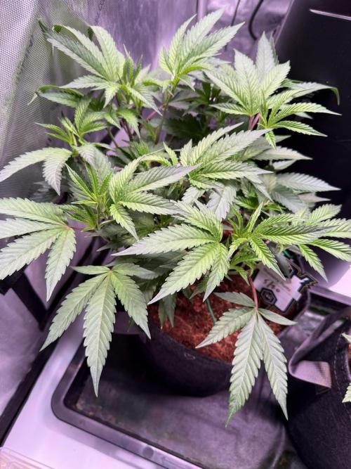 Blueberry Runtz-Clone. Week 4 - Day 24