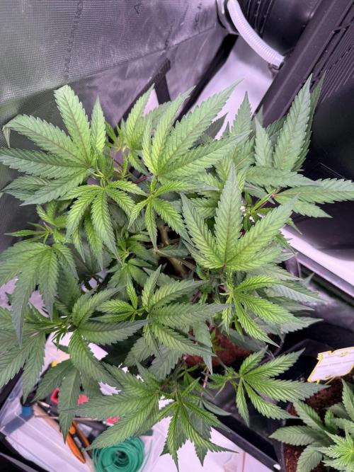 Blueberry Runtz-Clone. Week 4 - Day 24