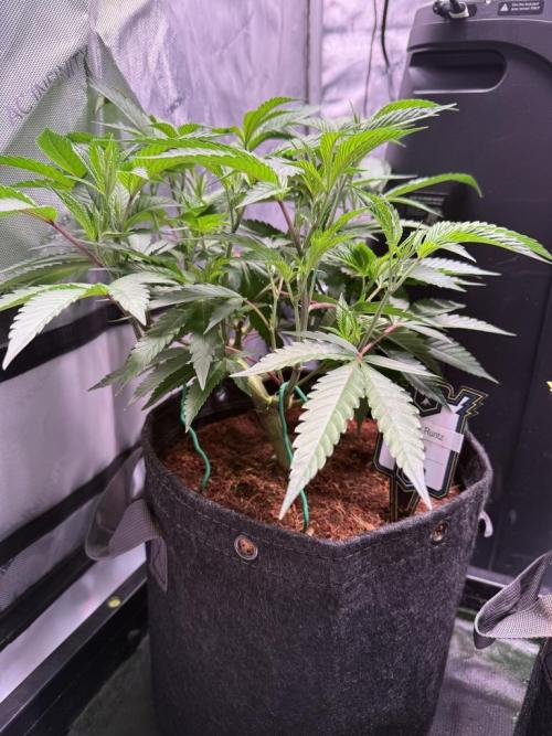 Blueberry Runtz-Clone. Week 4 - Day 24