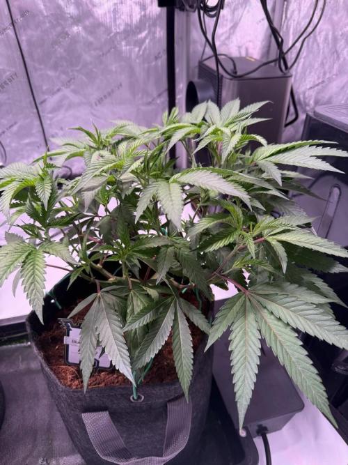 Blueberry Runtz-Clone. Week 4 - Day 25