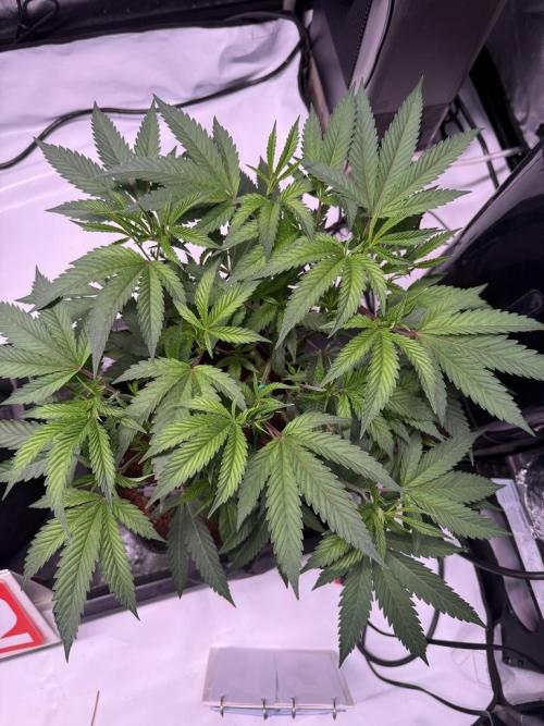 Blueberry Runtz-Clone. Week 4 - Day 25