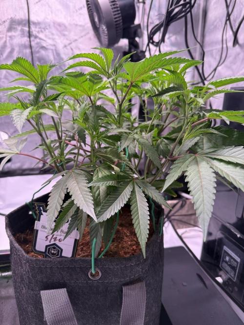 Blueberry Runtz-Clone. Week 4 - Day 25