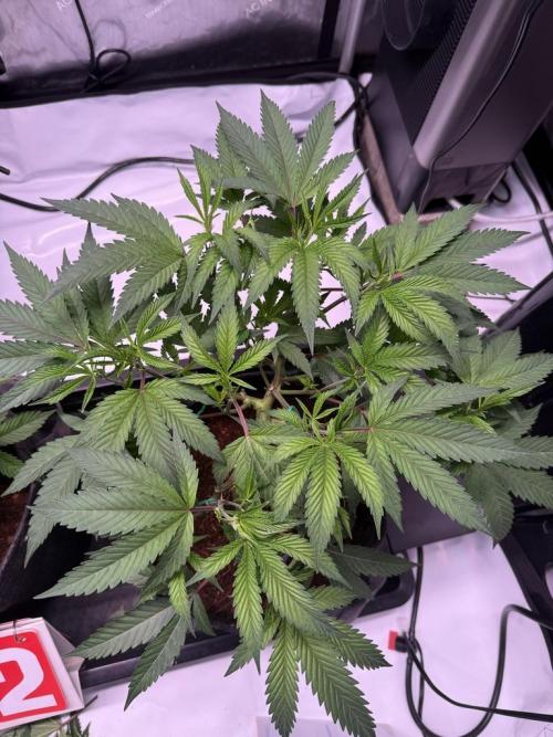 Blueberry Runtz-Clone. Week 4 - Day 25-After trim