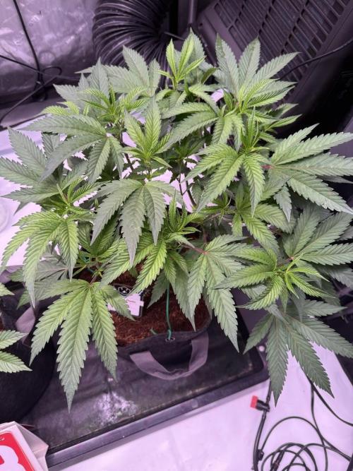 Blueberry Runtz-Clone. Week 4 - Day 26