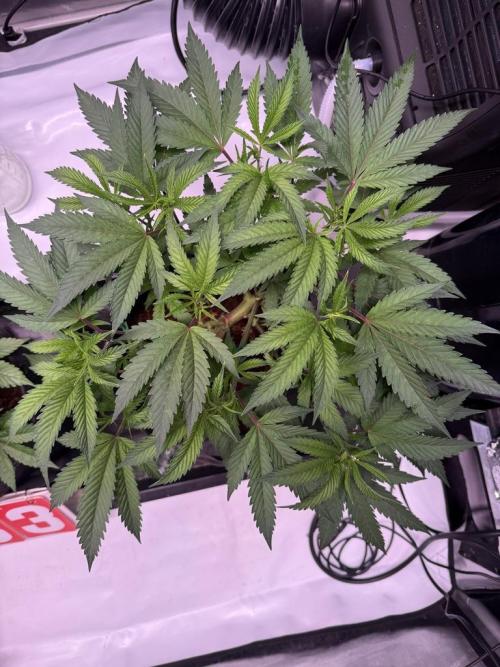 Blueberry Runtz-Clone. Week 4 - Day 26