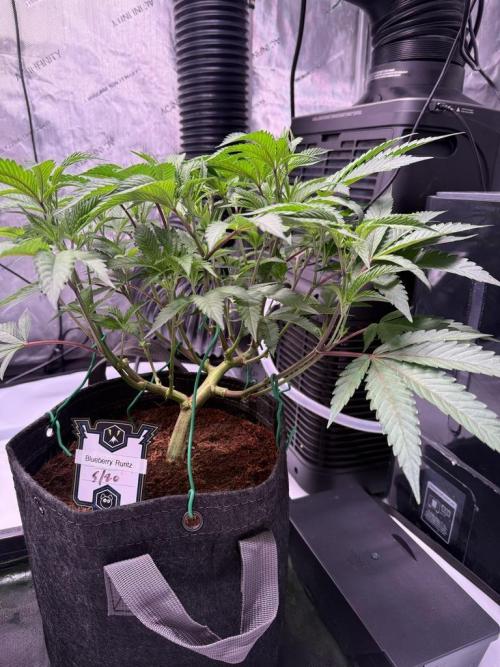 Blueberry Runtz. Week 4