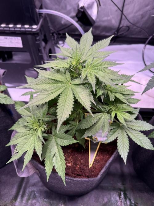 Lemon Cherry Cookies (Encore). Week 6 - Day 34