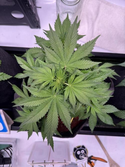 Lemon Cherry Cookies (Encore). Week 6 - Day 34