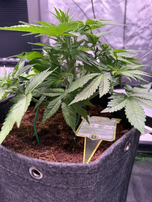Lemon Cherry Cookies (Encore). Week 6 - Day 34