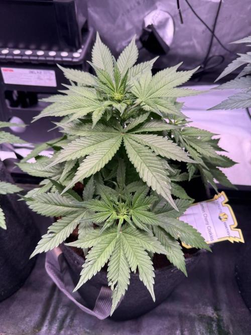 Lemon Cherry Cookies (Encore). Week 6 - Day 35