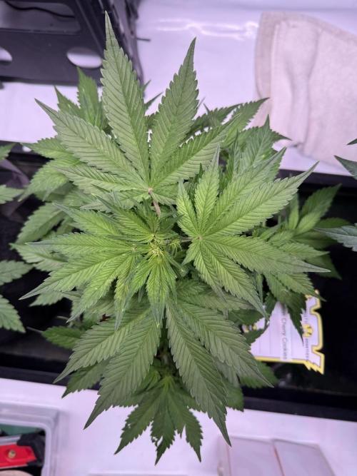 Lemon Cherry Cookies (Encore). Week 6 - Day 35