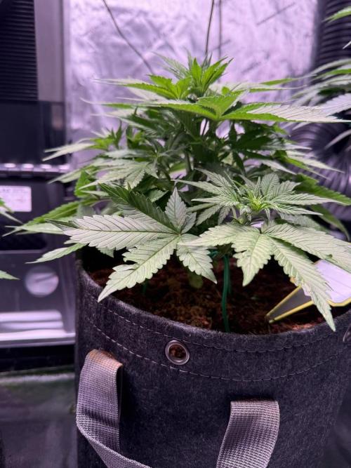 Lemon Cherry Cookies (Encore). Week 6 - Day 35