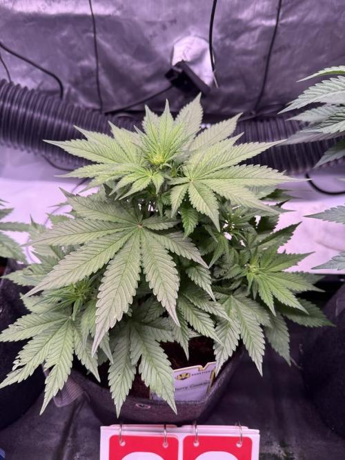 Lemon Cherry Cookies (Encore). Week 7 - Day 36