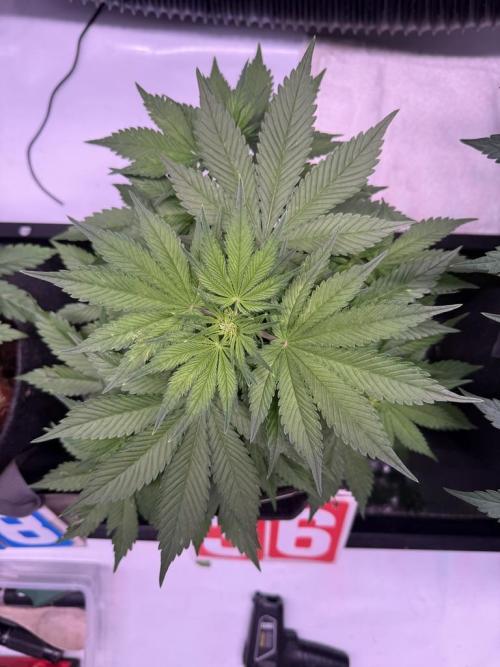 Lemon Cherry Cookies (Encore). Week 7 - Day 36