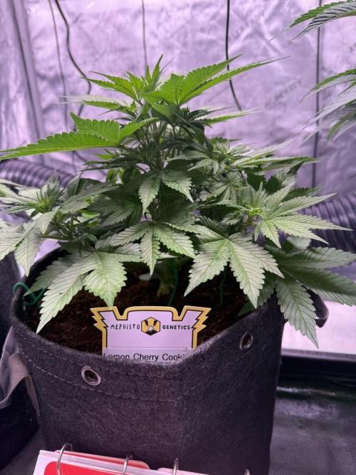 Lemon Cherry Cookies (Encore). Week 7 - Day 36