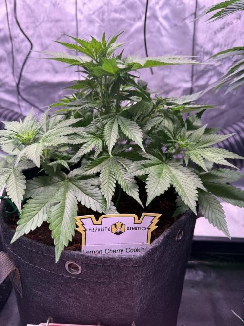 Lemon Cherry Cookies (Encore). Week 7 - Day 36-Mini trim
