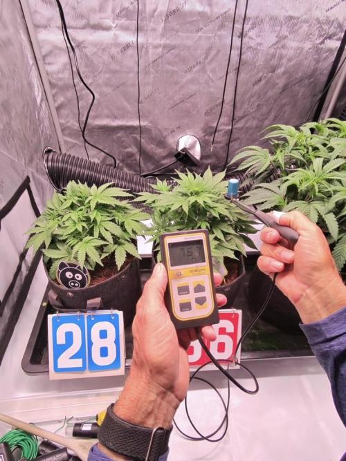 Lemon Cherry Cookies (Encore). Week 7 - Day 36-Boost light intensity