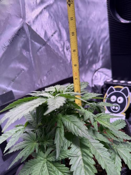 Sour HubbaBubba Haze-Mephisto Bonus. Week 4 - Day 26